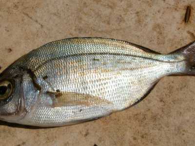 Lo �Sciummo� (Tanuta o Cantaro - Spondyliosoma cantharus). Foto By Gronk 